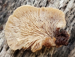 Lentinellus
