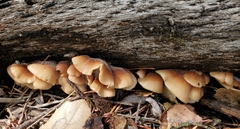 Lentinellus