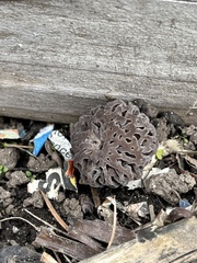 Morchella brunnea
