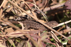 Sceloporus scalaris