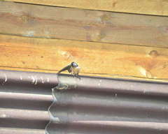 Hirundo rustica gutturalis