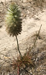 Ptilotus macrocephalus