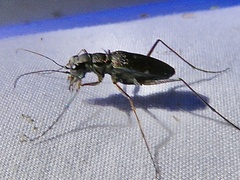 Odontocheila