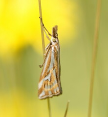 Hednota pleniferellus