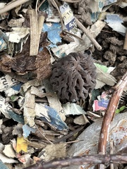 Morchella brunnea