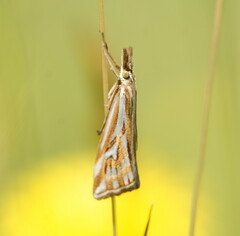Hednota pleniferellus