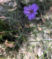 Thysanotus racemoides