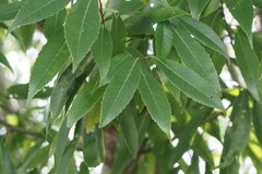 Quercus myrsinifolia