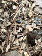 Morchella brunnea