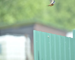 Hirundo rustica gutturalis