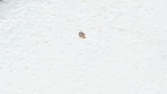 Psyllobora
