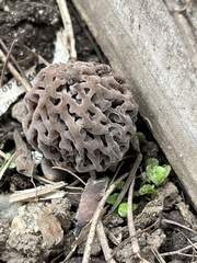 Morchella brunnea