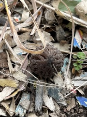 Morchella brunnea
