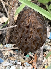 Morchella brunnea