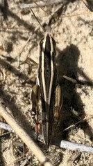 Macrotona
