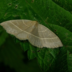 Trisateles emortualis
