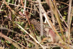Sceloporus scalaris