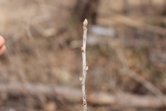 Ribes americanum