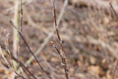 Ribes americanum