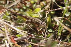 Sceloporus scalaris