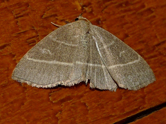 Trisateles emortualis