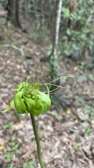 Tacca leontopetaloides
