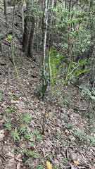 Tacca leontopetaloides