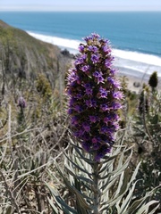 Echium candicans