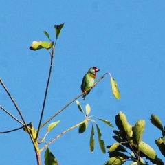 Psilopogon malabaricus