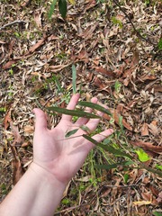 Corymbia tessellaris