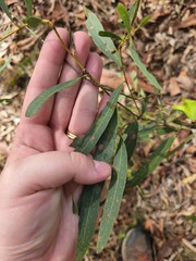 Corymbia tessellaris