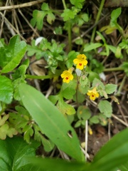 Erythranthe alsinoides