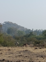 Boselaphus tragocamelus