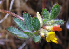 Acmispon micranthus