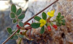 Acmispon micranthus