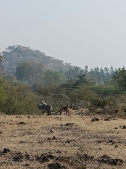 Boselaphus tragocamelus