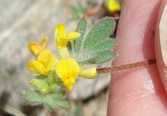 Acmispon micranthus