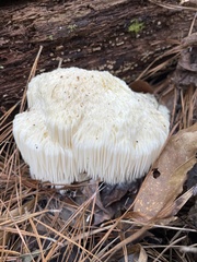 Hericium erinaceus