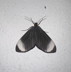 Crocypus perlucidaria