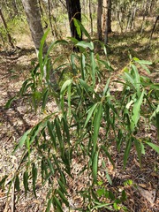 Corymbia intermedia