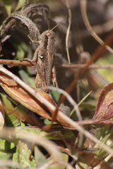 Abracris flavolineata