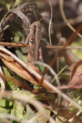 Abracris flavolineata