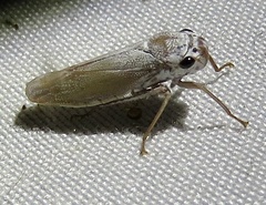 Proconiini