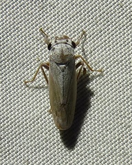 Proconiini