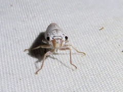 Proconiini