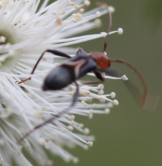 Zoedia triangularis