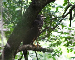 Buteogallus urubitinga