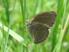 Neonympha areolatus