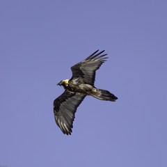 Gypaetus barbatus barbatus