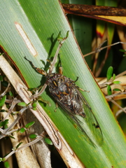 Amphipsalta strepitans